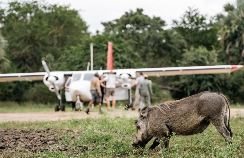 A warthog grazes calmly in the foreground while a small aircraft and people stand behind it, illustrating the impact in Gorongosa where wildlife and responsible tourism visibly coexist.