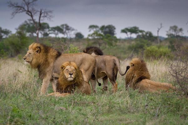 Quelle est la meilleure période pour visiter le parc national Kruger ?