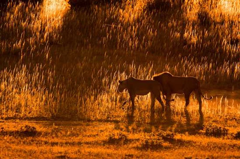 Lions at Sunrise in the Nossob River in Kgalagadi Transfontier Park