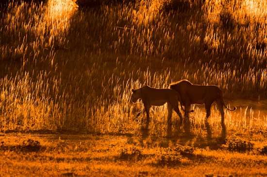 Lions at Sunrise in the Nossob River in Kgalagadi Transfontier Park