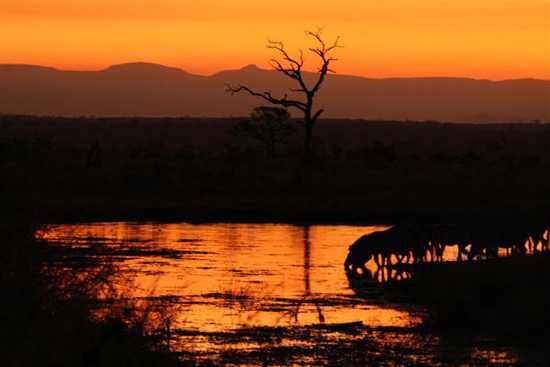 Samantha's Singita Safari: Part I
