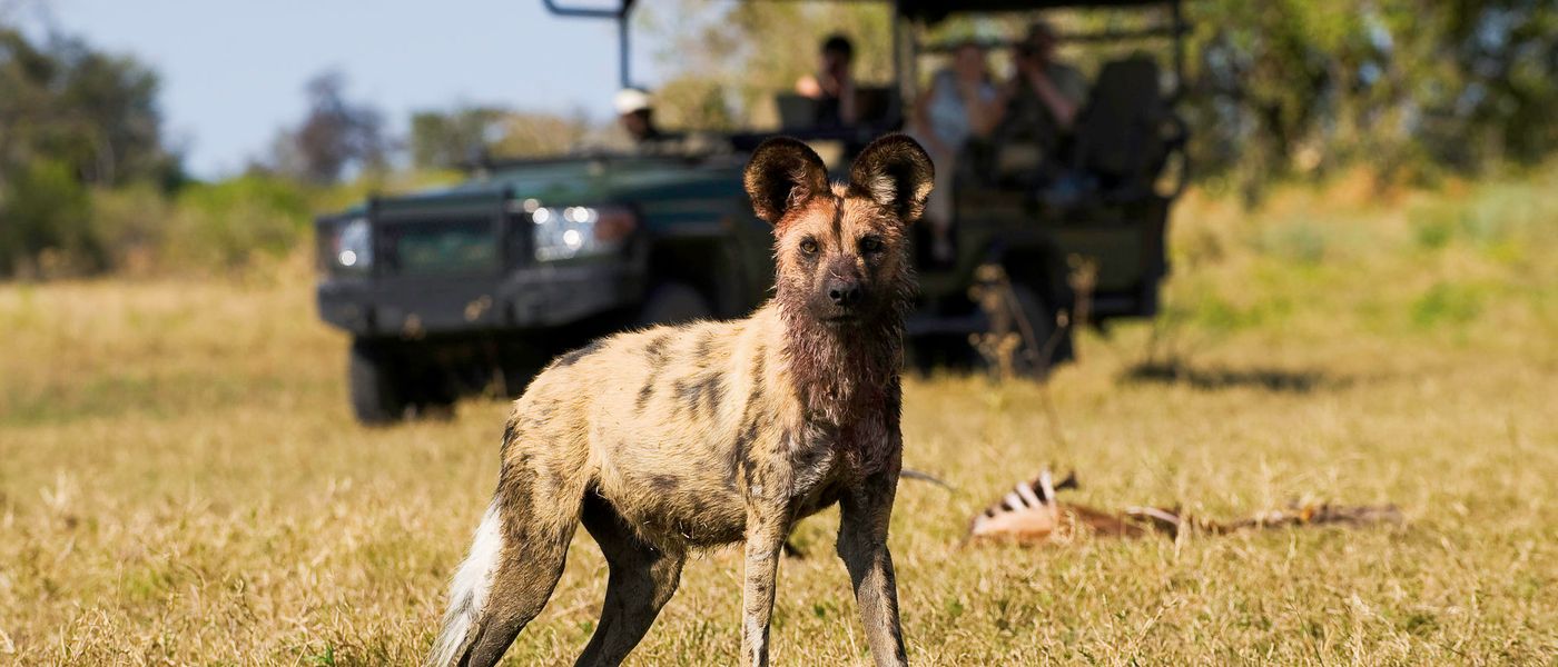 The Battle to Save South Africa's Wild Dogs