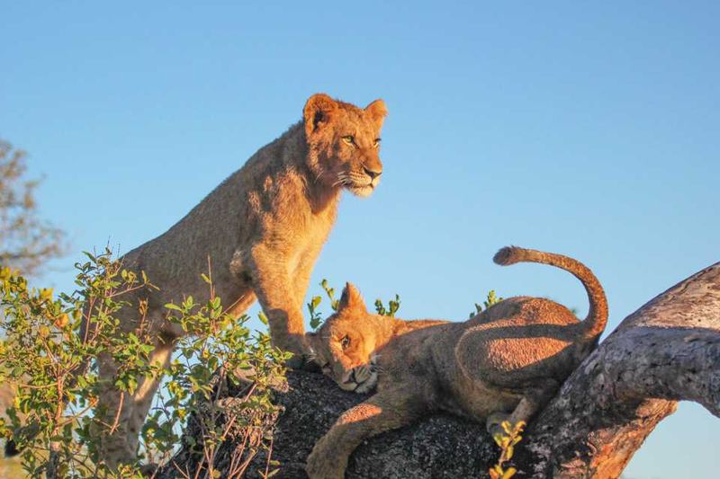 "The cubs playing around at Londolozi Founders Camp"