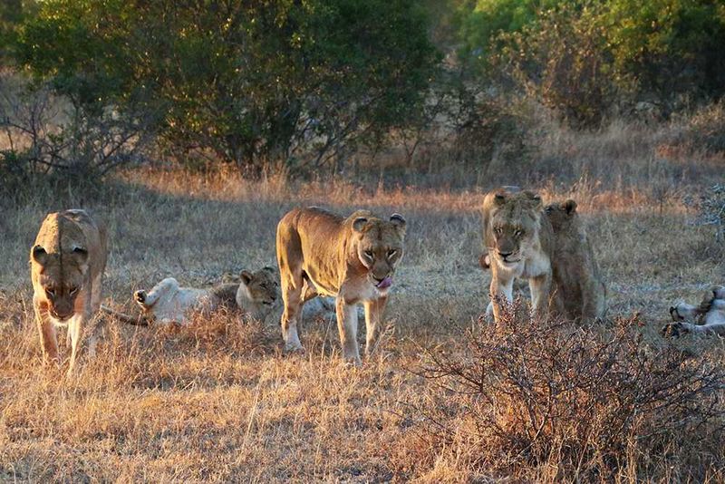 Africa's Wild 3