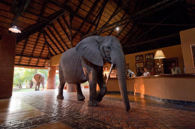 elephant in reception