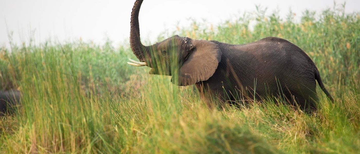 Just So Stories: How The Elephant Got His Trunk