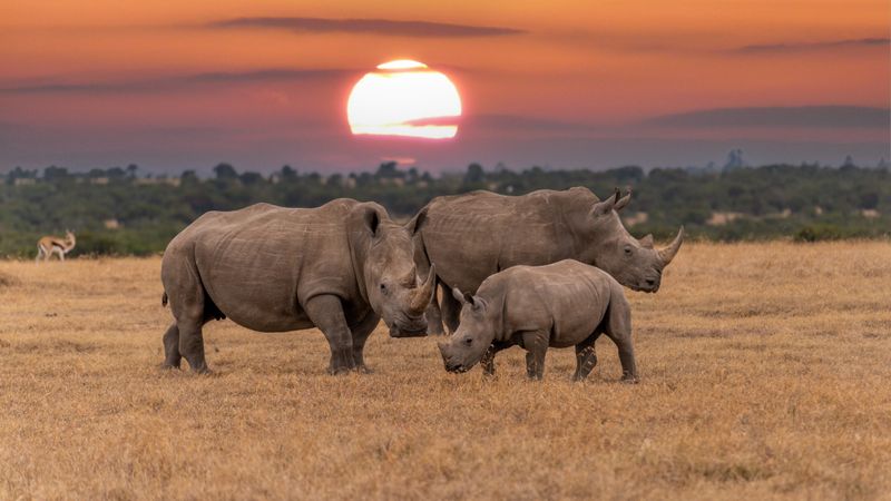 Rhinos at sunset in Kenya