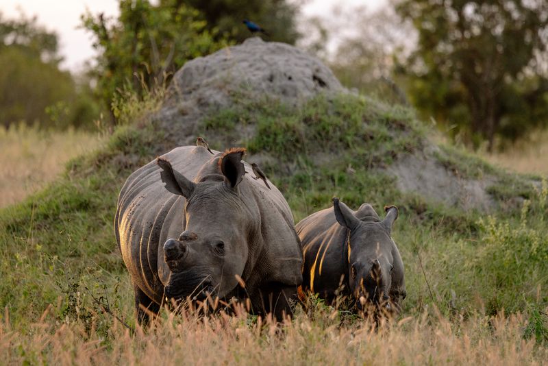 Mother rhino and baby at Silvan Safari in the bush