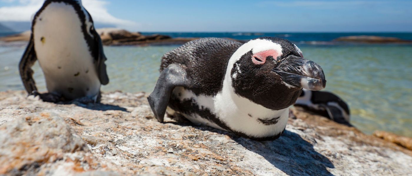 A day at Boulders Beach: Home of Africa's Famous Penguin Colony