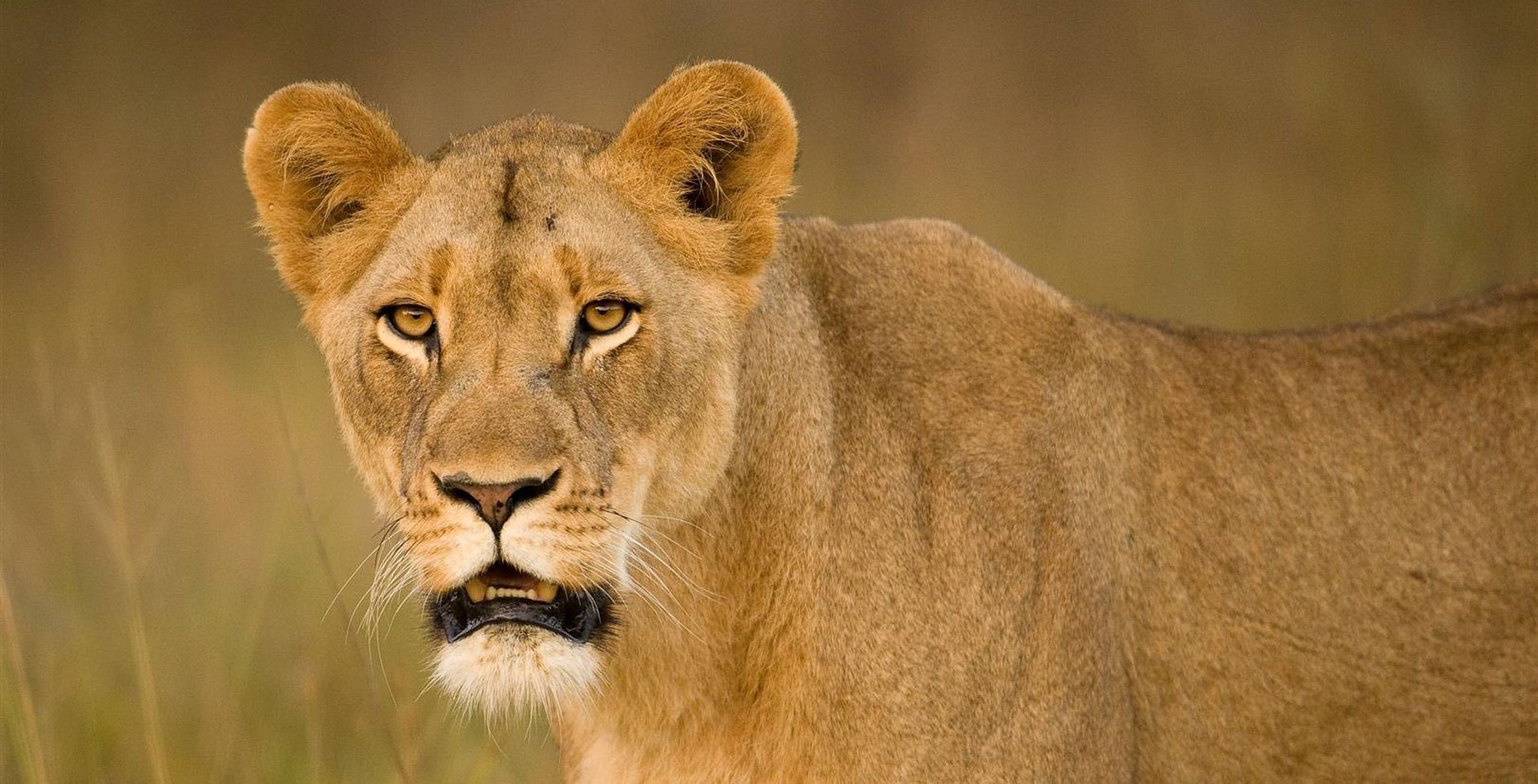 Historias de conservación: una noche en búsqueda de leones