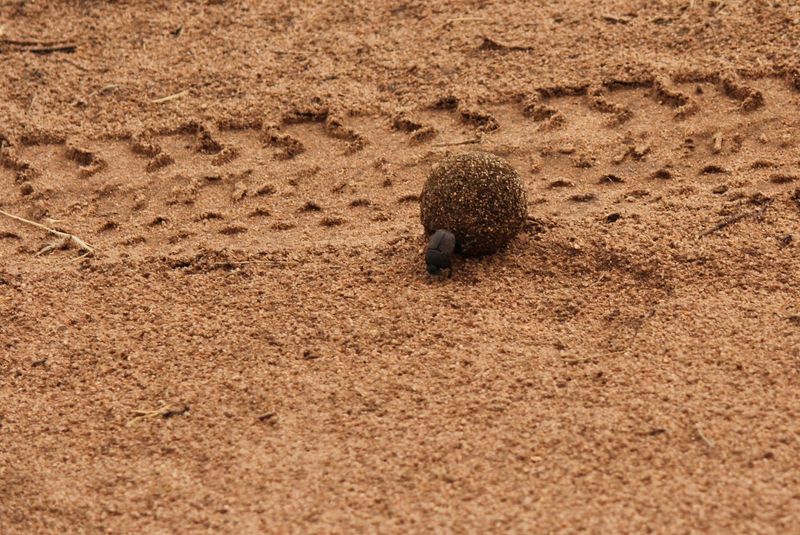 Dung beetle