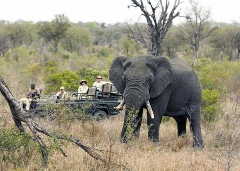 Go on a game safari at Singita