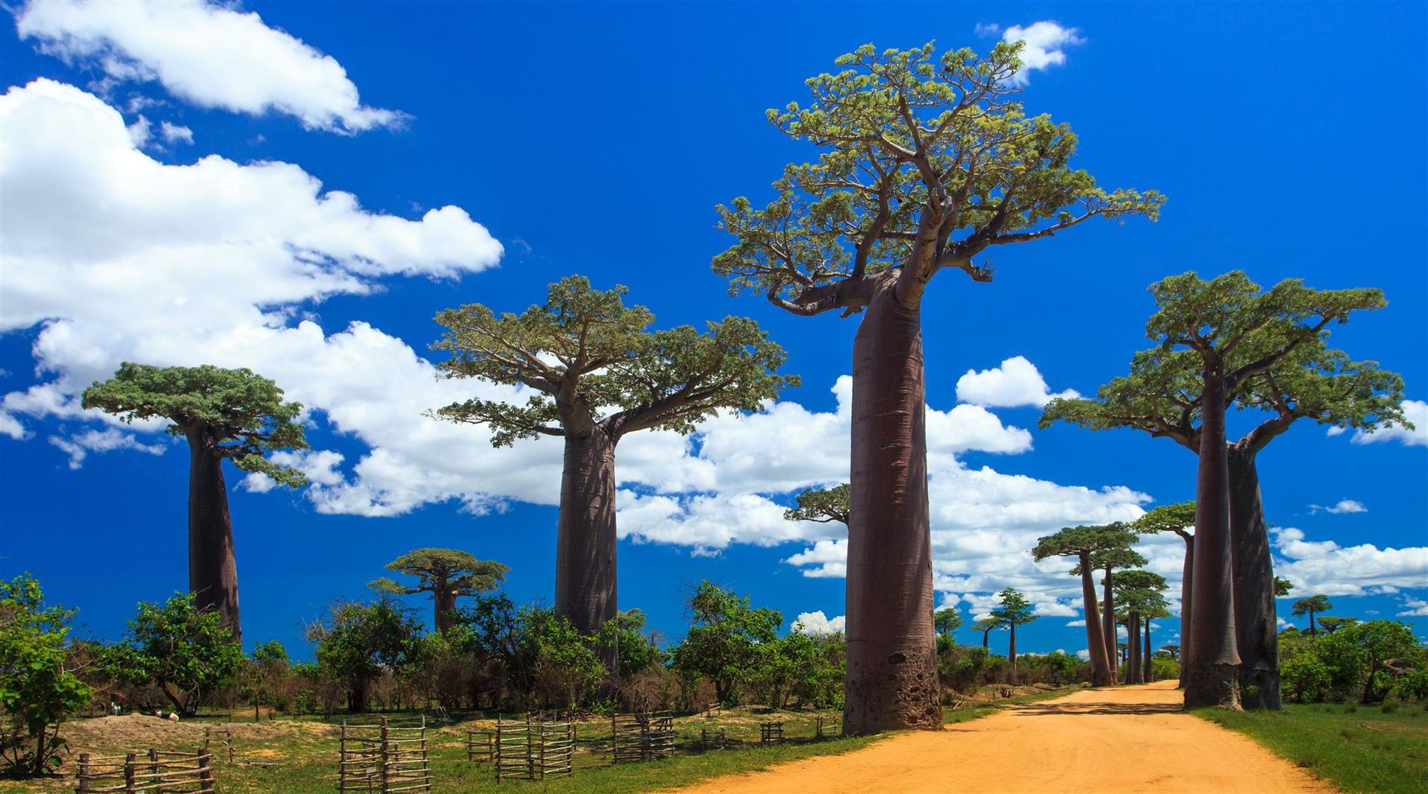 5 Incredible Trees that Exude the African Spirit