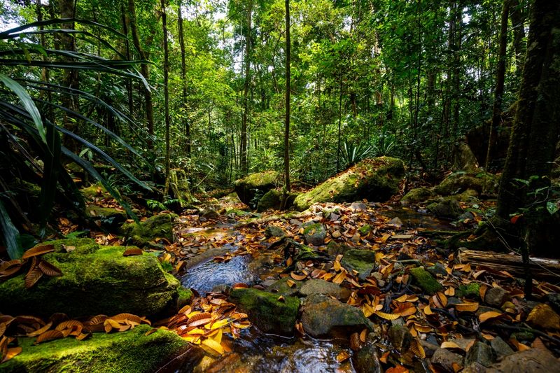 Masoala Forest in Madagascar