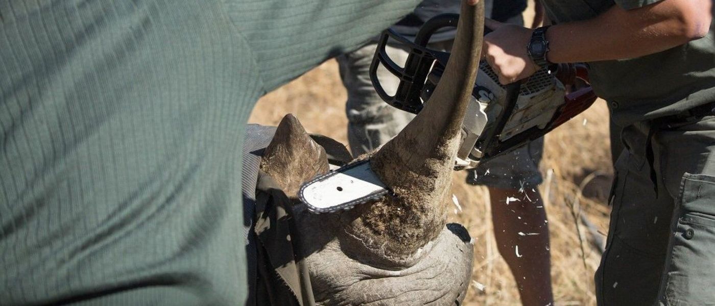 Interview Wildlife ACT : association anti-braconnage des rhinocéros