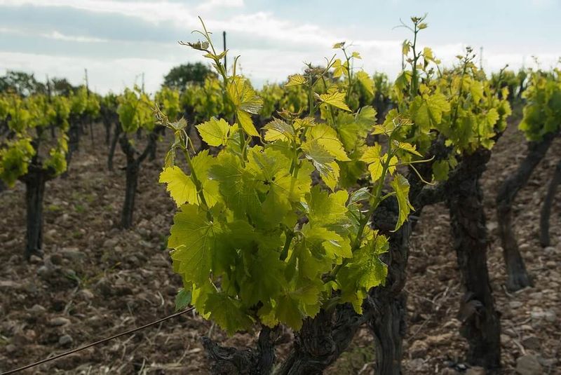 The vineyards