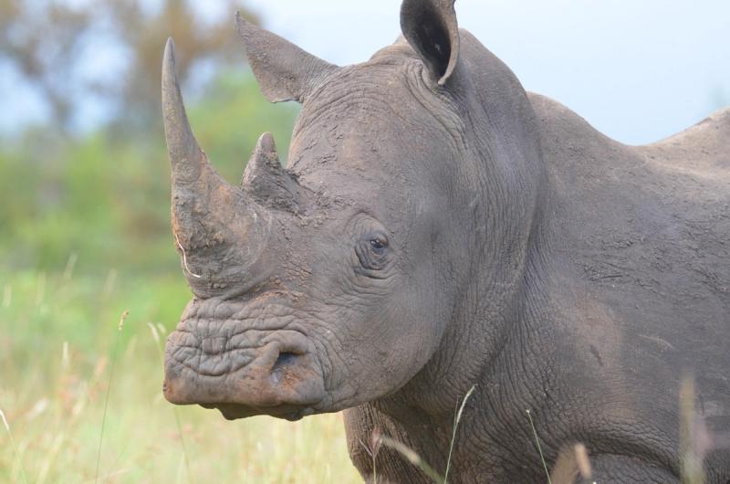 Close up of a rhino's face