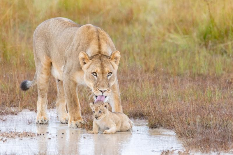Löwein mit Nachwuchs in Liuwa Plains, eine atemberaubende Tiersichtung in Ihrem Luxusurlaub mit Kindern in Afrika