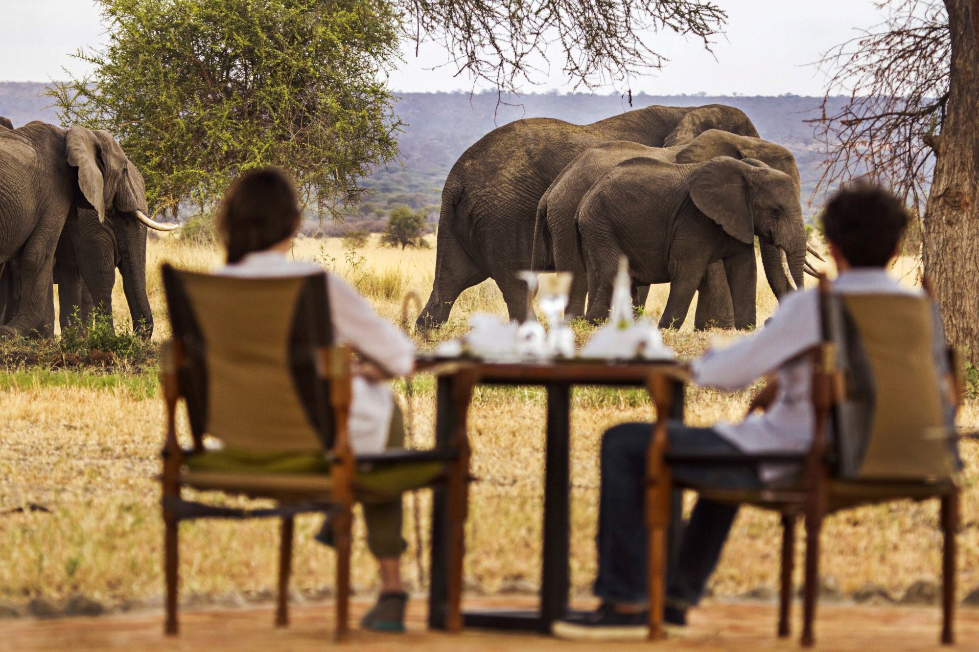What Makes a Tarangire National Park Safari Special?