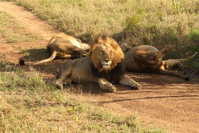 Male lions doing what they do best...resting at Londolozi