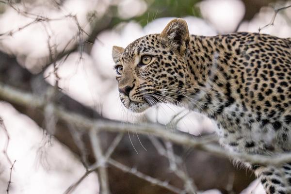 Pourquoi les saisons de safari comptent (plus qu’on ne le pense)