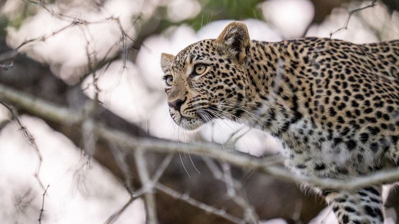 Ein Leopard im Sabi Sand Game Reserve im Greater Kruger National Park