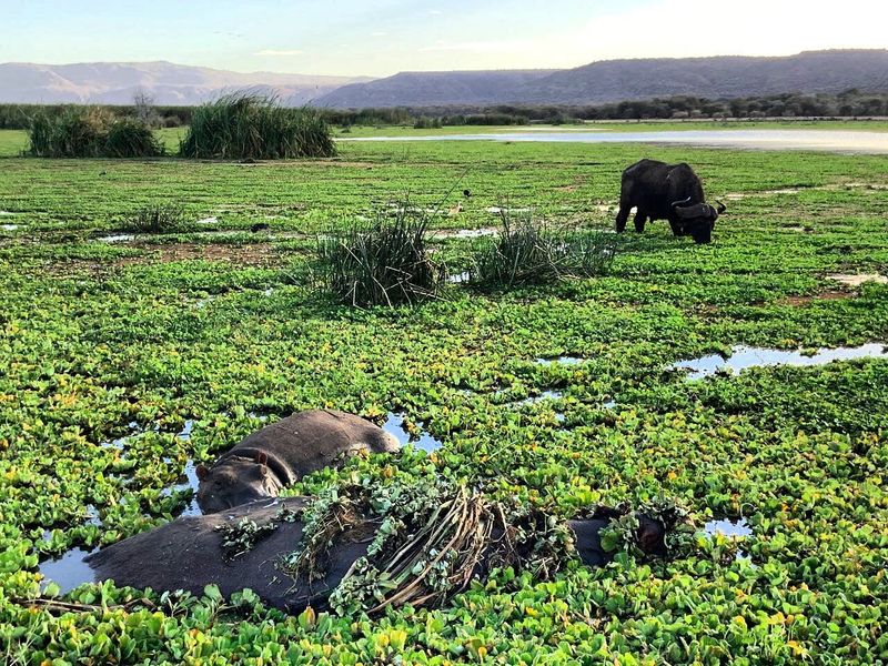 Hippo feasting in the nutritious swamps with buffalo nearby
