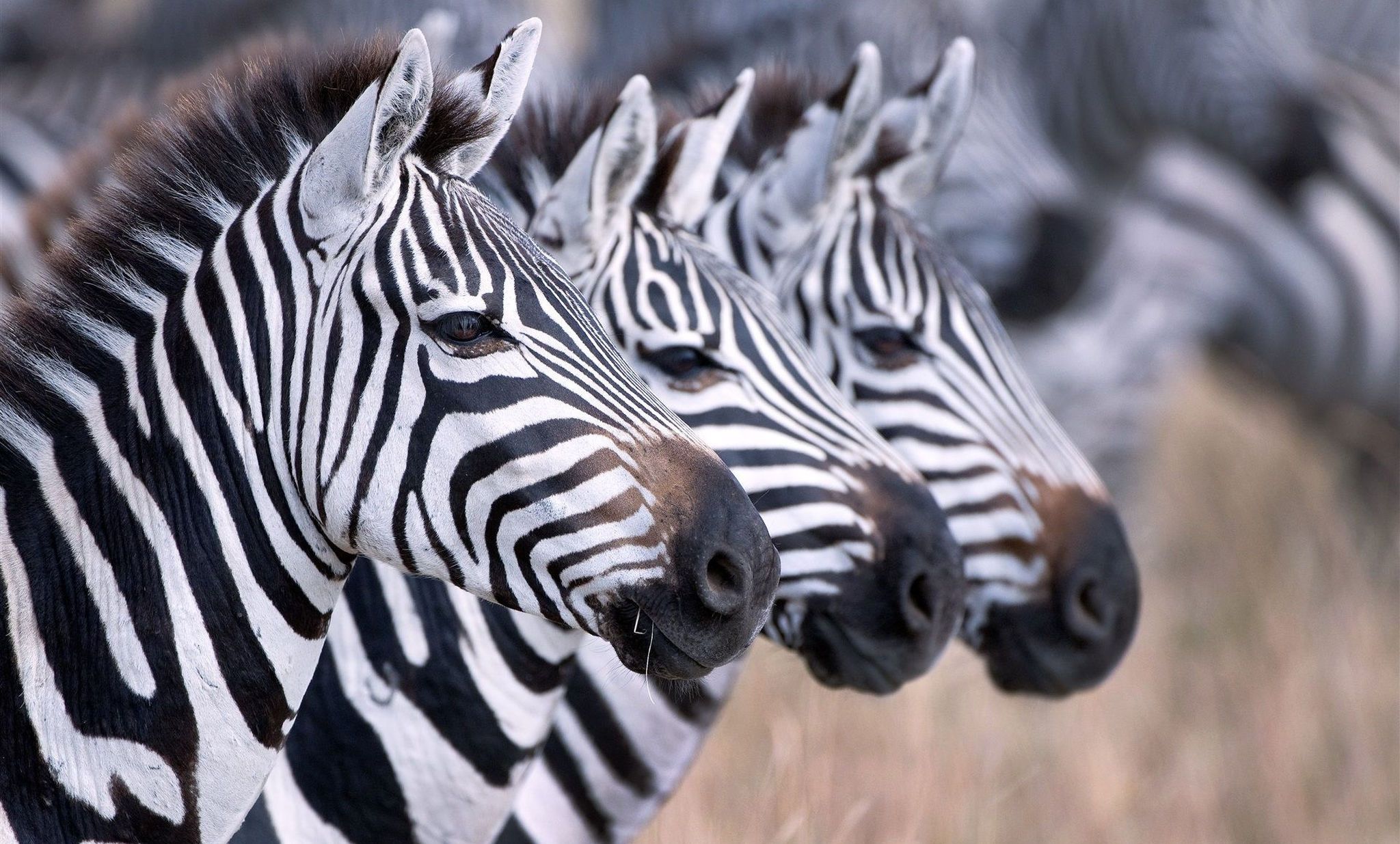 Zebra Stripe Theories and Truths: Silvan Safari Blog