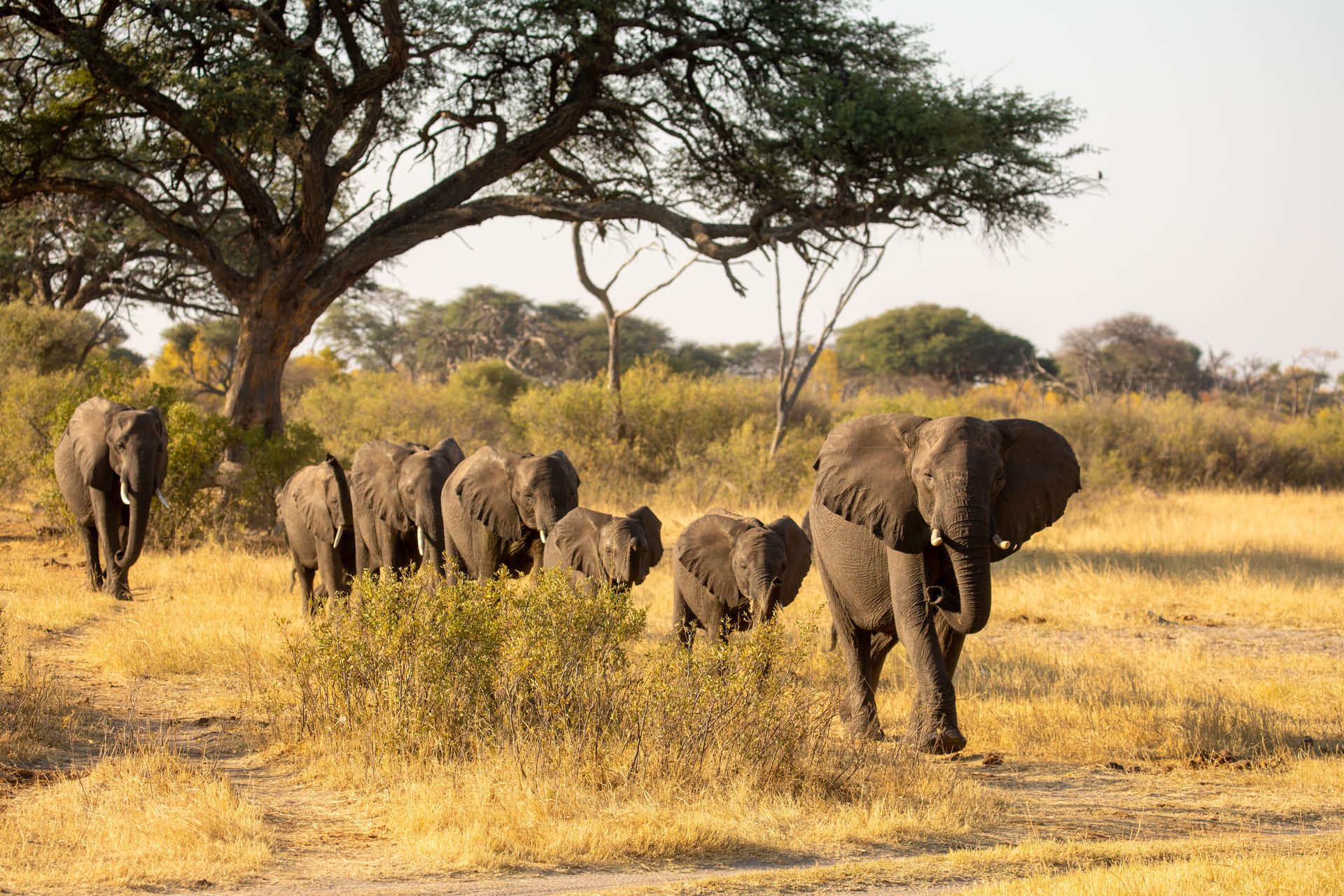 An Elephant Safari at Verney's Camp in Zimbabwe
