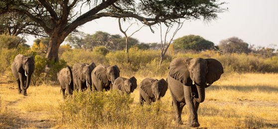 An Elephant Safari at Verney's Camp in Zimbabwe