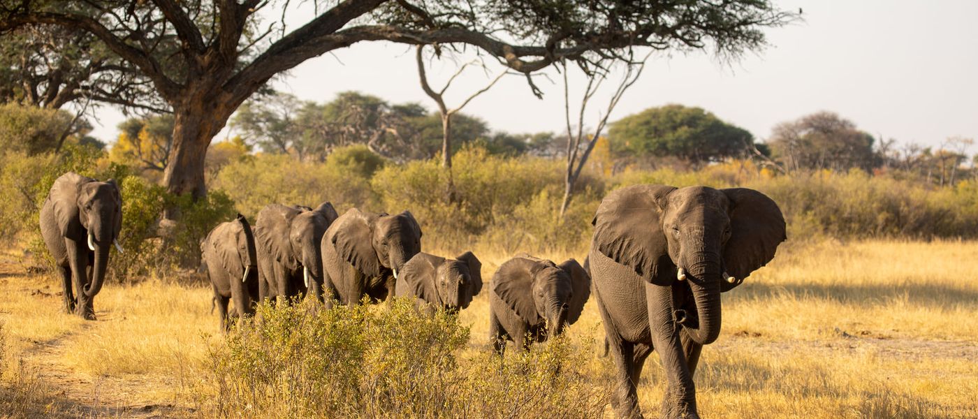 An Elephant Safari at Verney's Camp in Zimbabwe