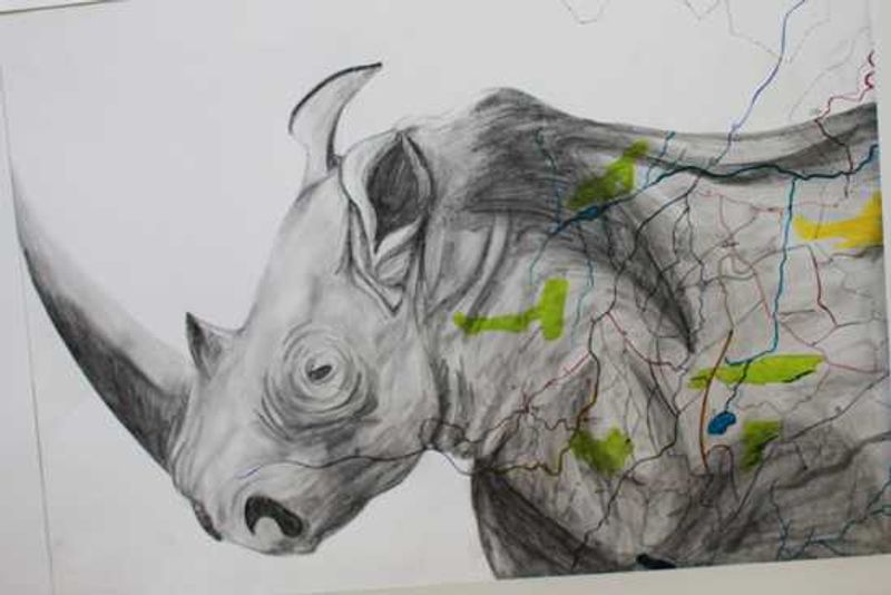 Rhino in pencil
