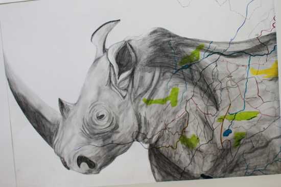 Rhino in pencil