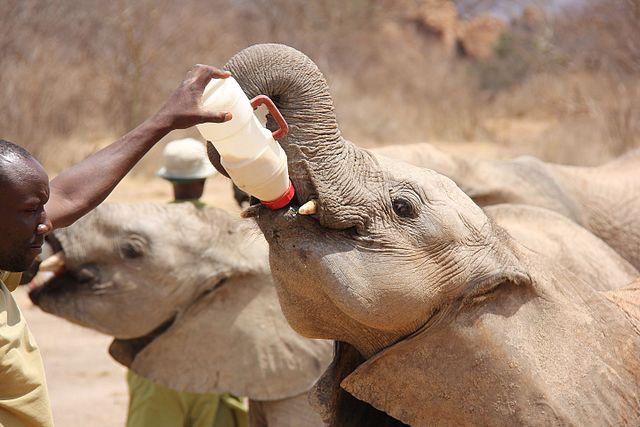Ivory orphaned elephants being bottle fed