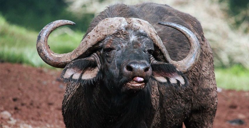 Enamórate de: el búfalo africano