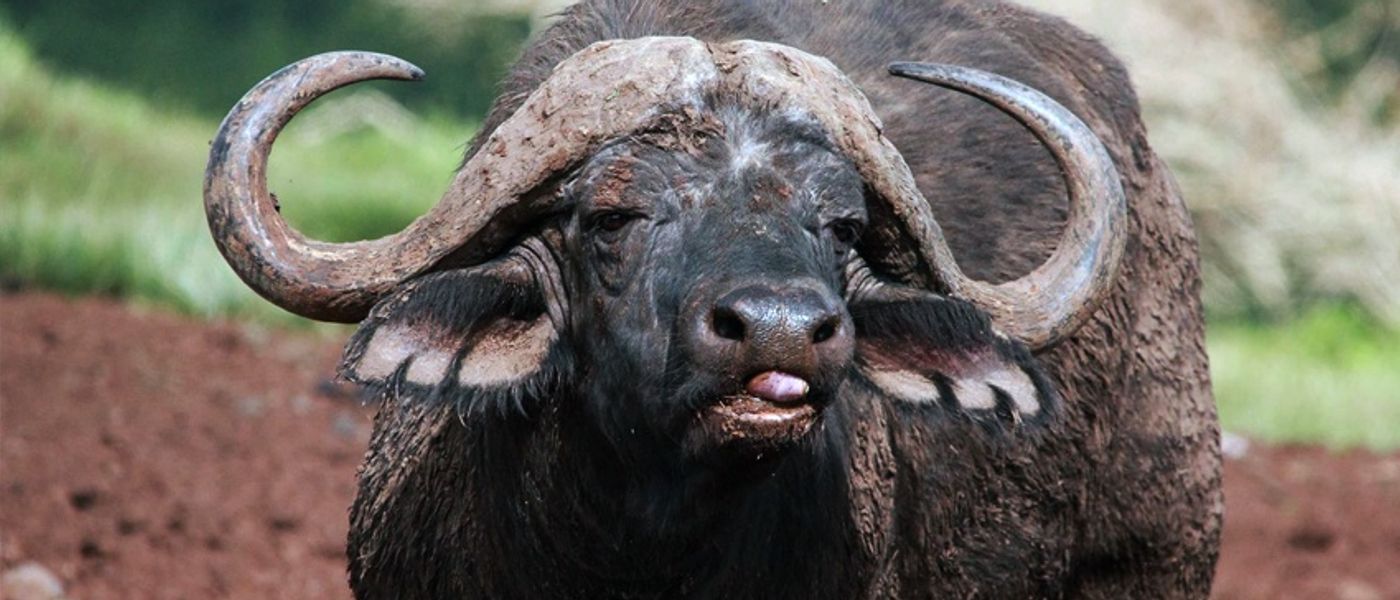 Enamórate de: el búfalo africano