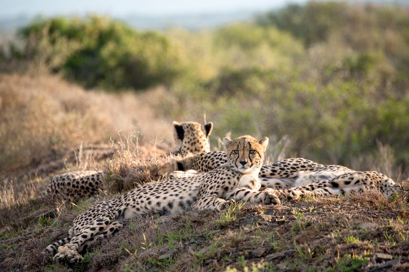 Cheetahhs lounging at Kwandwe