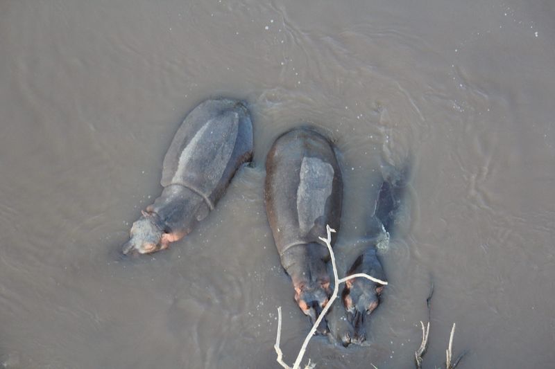 Hippos submerged in water