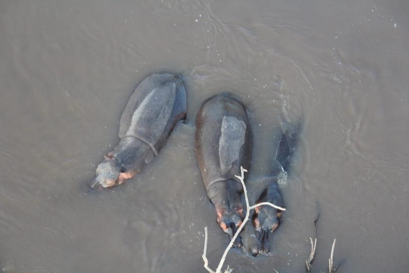 Hippos submerged in water