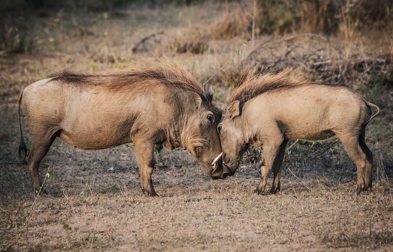 Mother and baby warthog seeing eye to eye