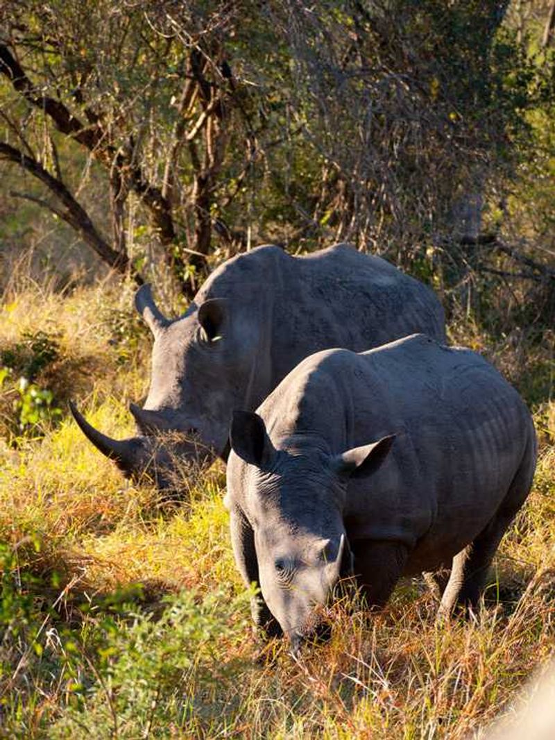A rhino or two