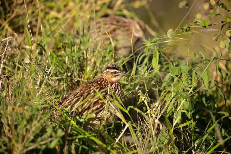 crested francolin