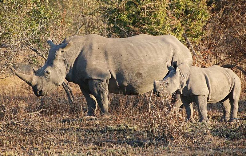 On safari at Londolozi, Sabi Sand Private Game Reserve