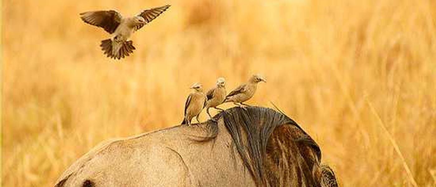 From the Rhino Africa Flickr Group - Photography by John Marshall