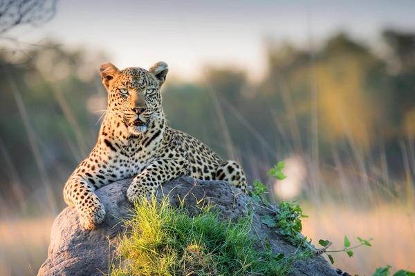 What will African travel look like in 2021?
