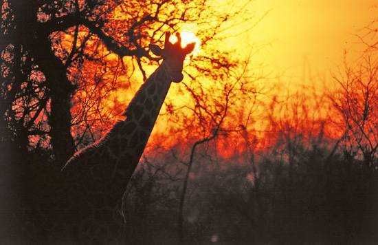 A beautiful sunset washes the African landscape in red and orange
