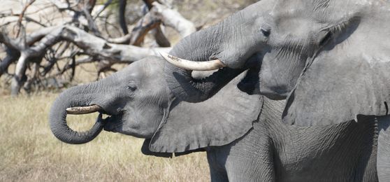 Brian and Maggie's Escapade of Experiences Across Four African Countries
