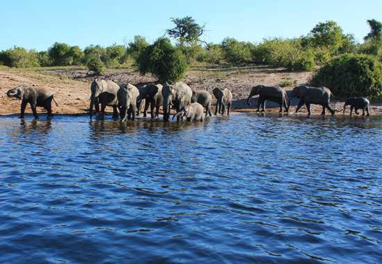 Where The Elephants Roam - A Chobe Safari