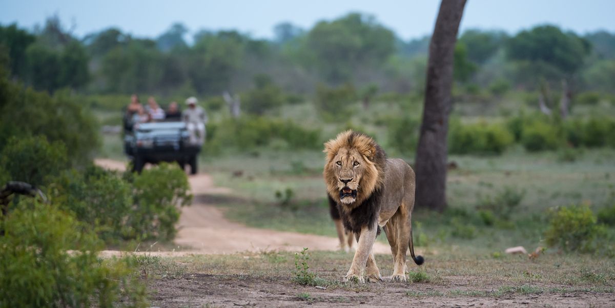 Parque Nacional Kruger vs Reservas Privadas