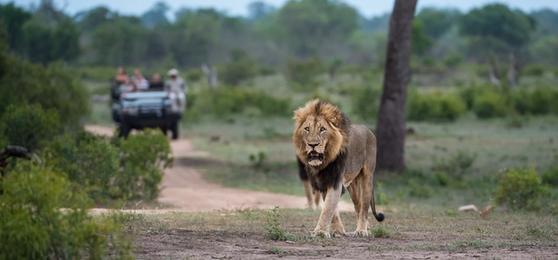 Parque Nacional Kruger vs Reservas Privadas